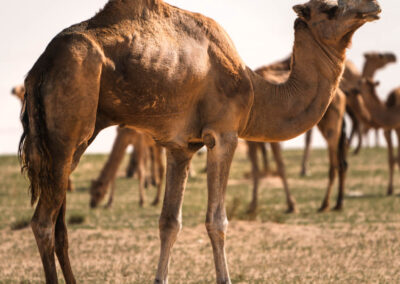 EgiAfrica 47 - BTA Magazine