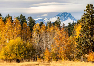 Oregon 146 - BTA Magazine